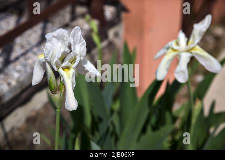 Weiße Iris in Blüte in einer Vase Stockfoto