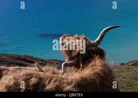 Highland Cow in den Äußeren Hebriden Stockfoto