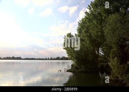 Grove am Seeufer mit Seerosen auf dem Wasser an einem sonnigen Tag Stockfoto