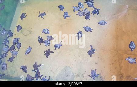 Niedliche schwarze Schildkröten Babys schwimmen im Pool in Turtle Breeding Station Conservation Center in Bentota Sri Lanka. Stockfoto