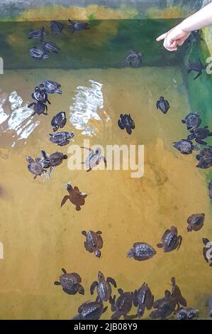 Niedliche schwarze Schildkröten Babys schwimmen im Pool in Turtle Breeding Station Conservation Center in Bentota Sri Lanka. Stockfoto