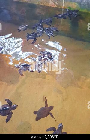 Niedliche schwarze Schildkröten Babys schwimmen im Pool in Turtle Breeding Station Conservation Center in Bentota Sri Lanka. Stockfoto