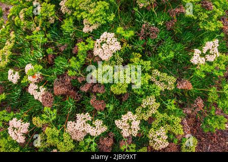 Santa Cruz Island Buckwheat (Eriogonum arborescens), Santa Cruz Island, Channel Islands National Park, Kalifornien, USA Stockfoto