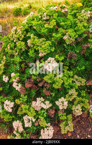 Santa Cruz Island Buckwheat (Eriogonum arborescens), Santa Cruz Island, Channel Islands National Park, Kalifornien, USA Stockfoto