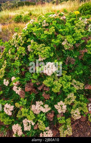 Santa Cruz Island Buckwheat (Eriogonum arborescens), Santa Cruz Island, Channel Islands National Park, Kalifornien, USA Stockfoto