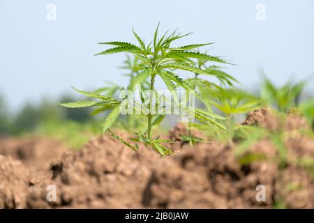 Junge industrielle Hanfpflanze, die auf der Farm für CBD-Öl und Hanfsamenöl-Extrakt wächst Stockfoto