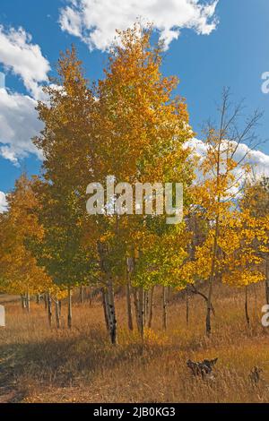 Aspen wechselt die Farben in den Bergen in der Nähe von Pikes Peak in Colorado Stockfoto