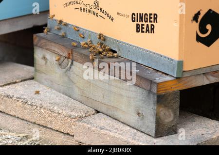 Queenstown Neuseeland - April 19 2022; Nahaufnahme Bienen, die den Bienenstock der Crimson Brewing Company betreten und verlassen. Stockfoto