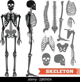 Flache monochrome Anatomie des Menschen, mit Skeletten und einzelnen Knochen isoliert auf weißem Hintergrund Vektorgrafik Stock Vektor