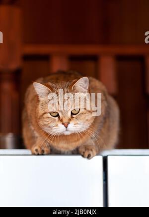 Katze auf dem Kühlschrank unten, die Katze schaut vom Abend herunter, die gestreifte Katze kletterte nach oben. Lustige schöne gestreifte Katze mit großen Augen Stockfoto