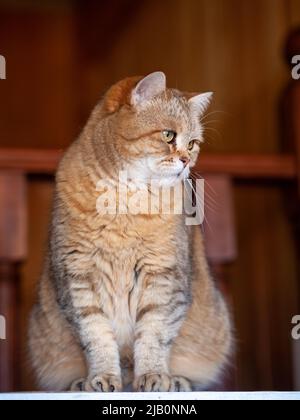 Katze auf dem Kühlschrank unten, die Katze schaut vom Abend herunter, die gestreifte Katze kletterte nach oben. Lustige schöne gestreifte Katze mit großen Augen Stockfoto