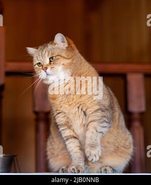 Katze auf dem Kühlschrank unten, die Katze schaut vom Abend herunter, die gestreifte Katze kletterte nach oben. Lustige schöne gestreifte Katze mit großen Augen Stockfoto