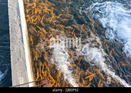 Anbau von Goldforellen und anderen Fischen in Betonbecken. Forellenfarm. Viele Beton Teich bei Aquakultur Farm.IT ist wirtschaftliche Arten von schönen f Stockfoto