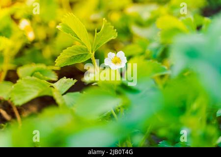 Blühende Erdbeerblüte aus nächster Nähe. Erdbeerblüte im Frühling Stockfoto