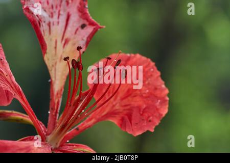 Nahaufnahme der roten Hibiskusblüte Stockfoto