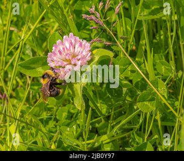 Eine Biene auf einem rosa Kleeblatt nimmt Pollen, Honig auf. Honiggewinnung durch eine Biene. Honig von einer Biene sammeln. Selektiver Fokus, niemand Stockfoto