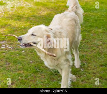 Weißer Hundetriever mit Holzstab in einem Park. Ein Hund, der mit einem Stock spielt. Fröhlicher Hund, der draußen mit Stock im Mund läuft. Aktive Hund Haustier genießen s Stockfoto