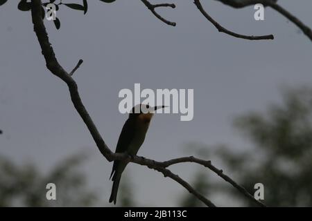 Vögel von Sri Lanka in der Wildnis Stockfoto