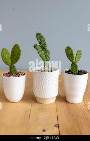 Opuntia Microdasys Häschen Ohren Kaktus in weißen Keramikgefäßen Stockfoto