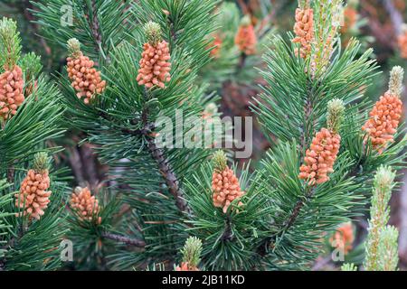 Blühende Pinus mugo (Moorkiefer) Nahaufnahme selektiver Fokus Stockfoto