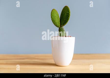 Kaktus mit roten Hasenohren in einem weißen Keramiktopf Stockfoto