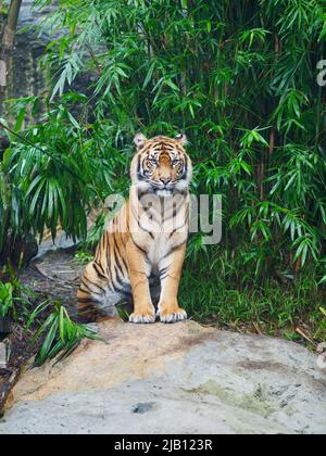 Intensiver, kraftvoller, wunderschöner Sumatratiger Tiger mit einem scharfen, bedrohlichen Blick. Stockfoto