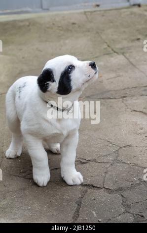 Porträt eines kleinen schwarz-weißen Welpen. Ein Welpe eines Alabai- oder zentralasiatischen Schäfers. Draußen. Haustiere. Selektiver Fokus. Stockfoto