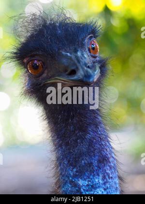 Bemerkenswert herausragende charismatische Emu mit einem magnetischen Blick. Stockfoto