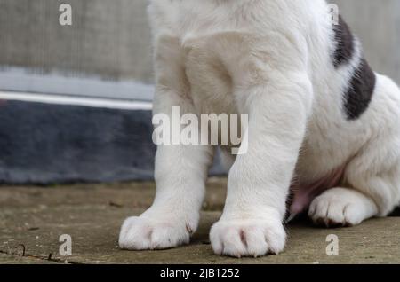 Unterteil eines weißen Welpen mit schwarzen Flecken. Welpe Hund Rasse zentralasiatischen Schäferhund mit großen Pfoten. Das Tier sitzt auf einer Betonoberfläche draußen Stockfoto