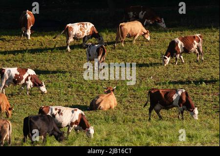 Gemischte Herde von Kühen, Degagnac, Lot-Abteilung, Frankreich Stockfoto