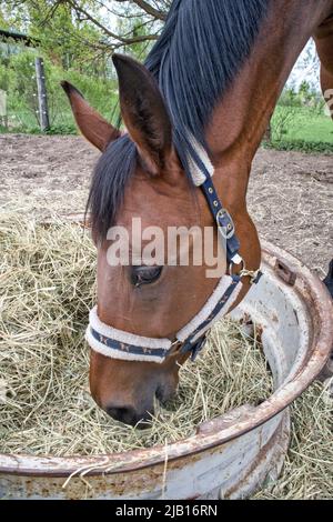 Pferd, das Heu im Fahrerlager isst Stockfoto