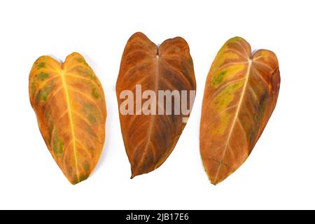 Drei gelbe, verwelkte Blätter der Zimmerpflanze 'Philodendron Melanochrysum' auf weißem Hintergrund Stockfoto