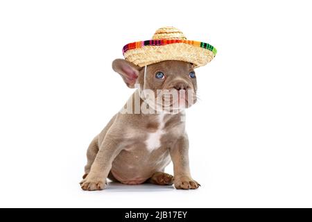 Französischer Bulldog Hund Welpe mit Sommerstrohhut auf weißem Hintergrund Stockfoto