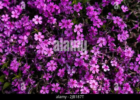 Getuftete Phlox (Phlox douglasii) 'Crackerjack' blüht Anfang Juni in der Pflanzenküche. Hochwertige Fotos Stockfoto