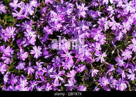 Getuftete Phlox (Phlox douglasii) 'Crackerjack' blüht Anfang Juni in der Pflanzenküche. Hochwertige Fotos Stockfoto