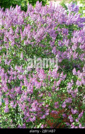 Fliederzweige und Blumen füllen den gesamten Rahmen Stockfoto