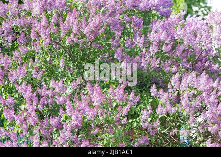 Fliederzweige und Blumen füllen den gesamten Rahmen Stockfoto