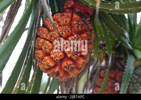 Reife orange frische Samen von Meerpandanus oder Schraubenkiefern (Pandanus tectorius oder Pandanus odoratissimus) Stockfoto