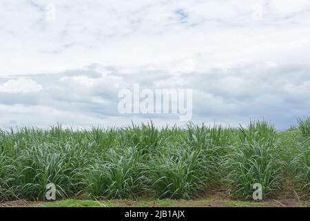 Zuckerrohrplantage. Zuckerrohr ist ein Gras der Familie der poaceae. Es schmeckt süß und gut für die Gesundheit. Bekannt als tebu in malaysia Stockfoto