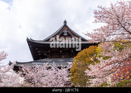 Alte Goldene Halle (Kondo) mit Kirschblüte in Toji im Frühling. To-ji ist ein Shingon buddhistischer Tempel, der 796 in der Minami-ku-Abteilung von Kyo gefunden wurde Stockfoto