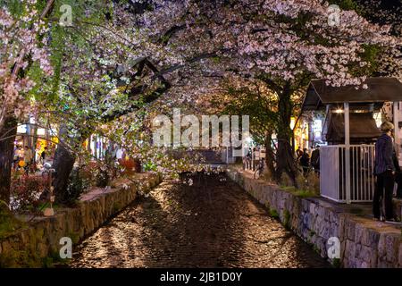 Kyoto, JAPAN - 3 Apr 2021 : wunderschöne Kirschblüte Sakura, die am Takase River entlang gepflanzt wurde und nachts auf einem Bürgersteig in der Kiyamachi Street. Stockfoto