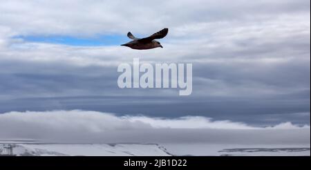 Nordfulmar (Fulmarus glacialis, dunkler Morph) im Flug. Hohe Breiten des Arktischen Ozeans, FJL, ozeanische Vögel Stockfoto