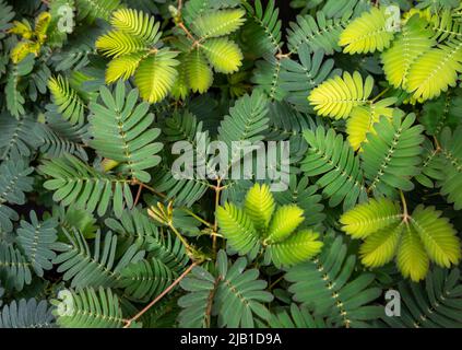 Vollformat-Koseup-Aufnahme von empfindlichen Pflanzenblättern Stockfoto