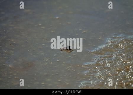 Die tauchende Glockenspinne (Argyroneta aquatica, weiblich) kam nach dem Überwintern an die Oberfläche von Eis und Wasser. Oberflächenfilm der Wasserspannung (Flüssigkeitsspannung) halten Stockfoto