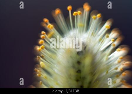 Frühlingsmotiv. Gelbe, flauschige Weidenblüte (Katkin), die Stigmen der Staubgefäße der Blüte sind deutlich sichtbar. Ultramakro. Selektiver Fokus mit BA Stockfoto