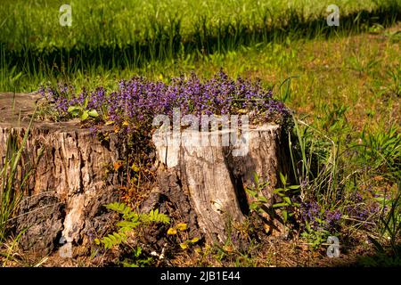 Auf einem Stumpf wuchsen violette und lilafarbige Blütenstände von Lungenkrautblüten. Stockfoto