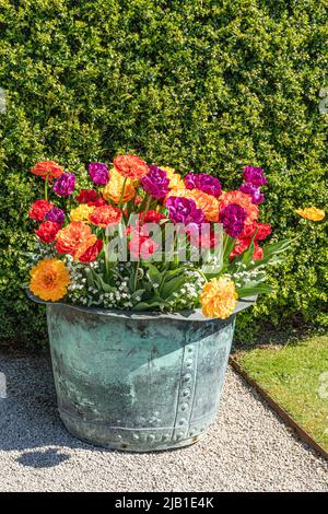 Eine alte Metallwanne voller bunter Blumen (Tulpen von Tulipa gesneriana L. Gesner ?) Auf Sizergh Castle im englischen Lake District bei Kendal, Cumbri Stockfoto