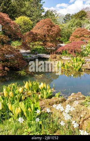 ACerS und Western Skunk Cabbage (Lysichiton americanus) in den Wassergärten am Schloss Sizergh im englischen Seengebiet in der Nähe von Kendal, Cumbria UK. Stockfoto