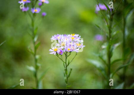 Aster microcephalus var. ovatus (Japanischer Nokon-Giku) Blume. Entwickelt als Öl-Malerei-wie Geschmack der Blume. Abstraktes, künstlerisches und botanisches Konzept. Stockfoto