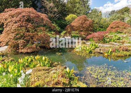 ACerS und Western Skunk Cabbage (Lysichiton americanus) in den Wassergärten von Sizergh Castle im englischen Lake District bei Kendal, Cumbria, Engl Stockfoto